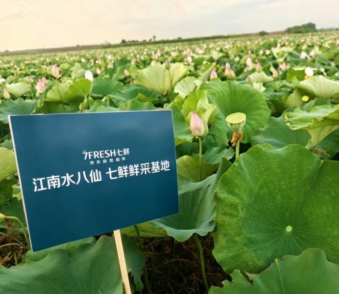 脆、嫩、鲜、甜:京东七鲜用“水八仙”复刻江南夏天的味觉记忆